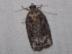 Thrincophora signigerana
