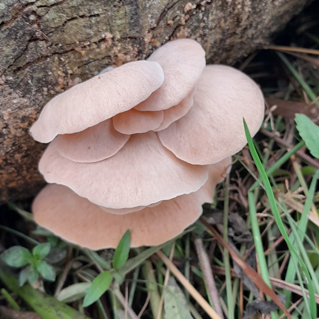 Pleurotus djamor · June 2024 · photo: © danialdias (iNaturalist, cc-by-sa)