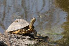 Indian Roofed Turtle photo 4
