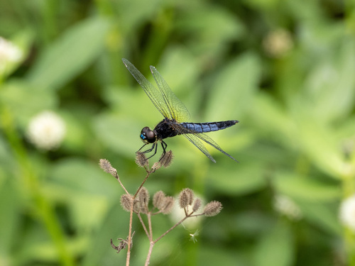 Wide-bellied Skimmer