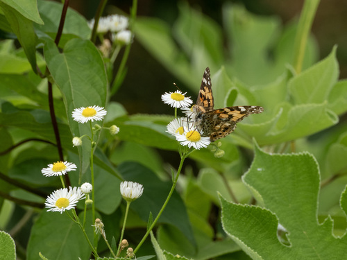Painted Lady