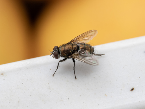 Australian Sheep Blow Fly