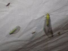 Calochrysa extranea
