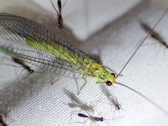Calochrysa extranea