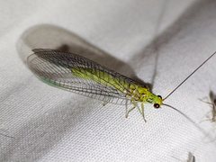 Calochrysa extranea
