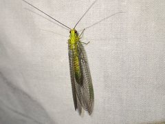 Calochrysa extranea