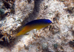 Stegastes leucostictus