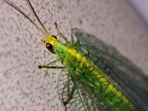 Nothancyla verreauxi