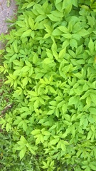 Aegopodium podagraria