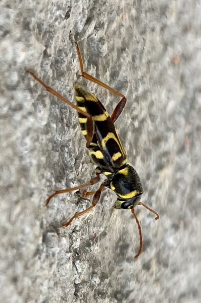 Xylotrechus