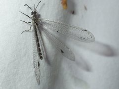 Bandidus vafer