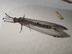 Bandidus vafer