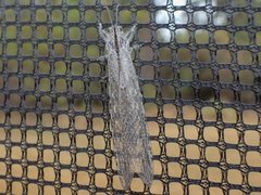 Heoclisis fundata