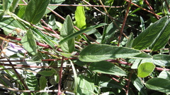 Desmodium grahamii