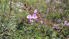 Desmodium grahamii