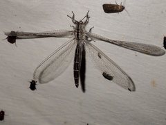 Heoclisis fundata