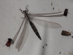 Heoclisis fundata