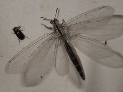 Heoclisis fundata
