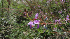 Desmodium grahamii