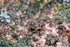 Eurymorphopus bolivariensis