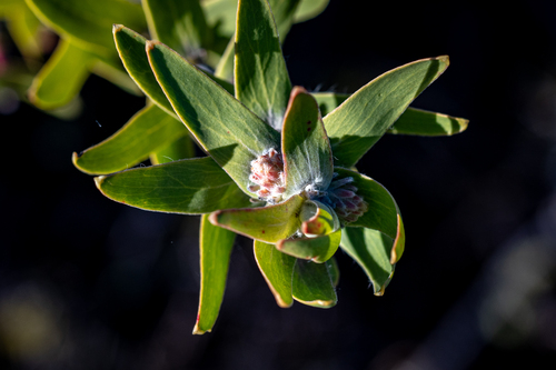 Leucospermum vestitum, photograph 6