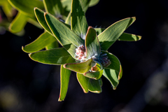 Leucospermum vestitum, photograph (c) magriet b, some rights reserved (CC BY-SA)