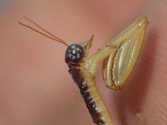 Campion tenuistrigus