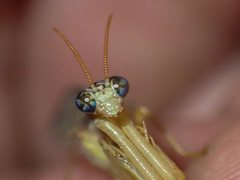 Campion tenuistrigus