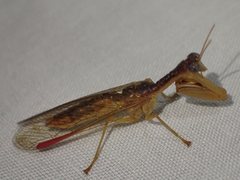 Campion tenuistrigus