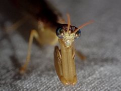 Campion tenuistrigus