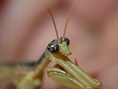 Campion tenuistrigus