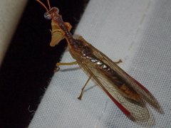 Campion tenuistrigus