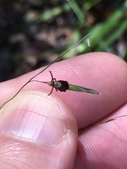 Dermacentor variabilis