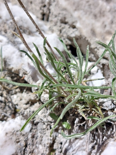 Image of Matthiola fruticulosa by (c) Thomas Koffel, some rights reserved (CC BY)