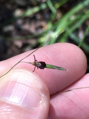 Dermacentor variabilis
