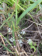 Limnosciadium pumilum