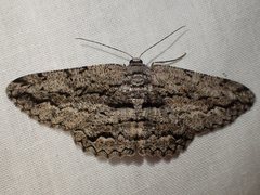 Scioglyptis canescaria