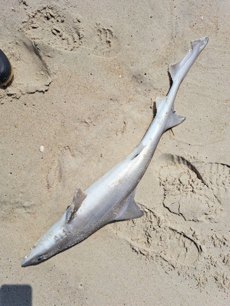 Dusky Smooth-hound in June 2024 by Richard Aracil · iNaturalist