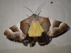 Niceteria macrocosma