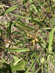 Asimina angustifolia image