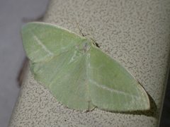 Iulops argocrana