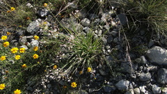 Allium kunthii
