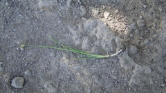 Allium kunthii