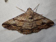 Gastrinodes bitaeniaria