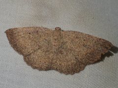 Casbia melanops