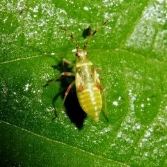 Dryophilocoris flavoquadrimaculatus