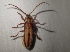 Piesarthrius marginellus