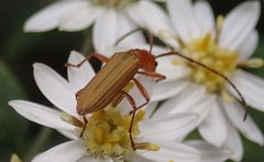 Stenoderus concolor