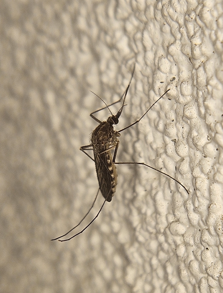 Culex australicus