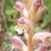Hairy Broomrape - Photo (c) Geoff Hoese, some rights reserved (CC BY-NC), uploaded by Geoff Hoese